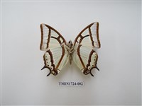 藏品(小雙尾蛺蝶)的圖片